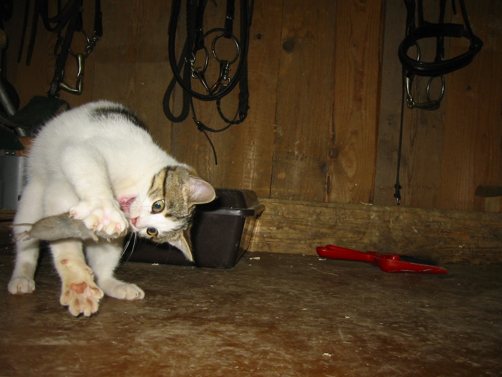 Hauskatze mit Beute
